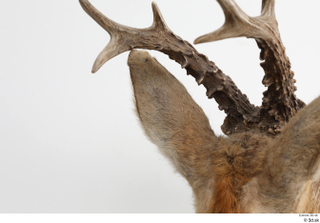 European roe deer antler head 0023.jpg